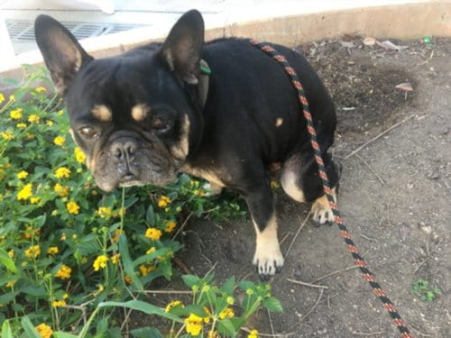 Photo of Maxwell, adoptable French Bulldog in Van Nuys, California