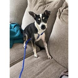 Photo of Tony, adoptable Chihuahua in Doral, Florida