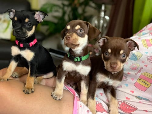 Photo of Coen, adoptable Chihuahua in Virginia Beach, Virginia