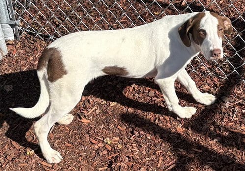 Photo of Kenny, adoptable Hound in Panama City, Florida