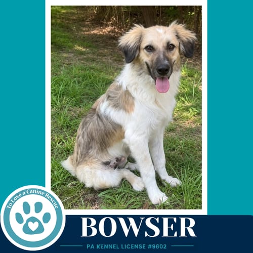 Photo of Bowser 082926, adoptable Australian Shepherd in Kimberton, Pennsylvania