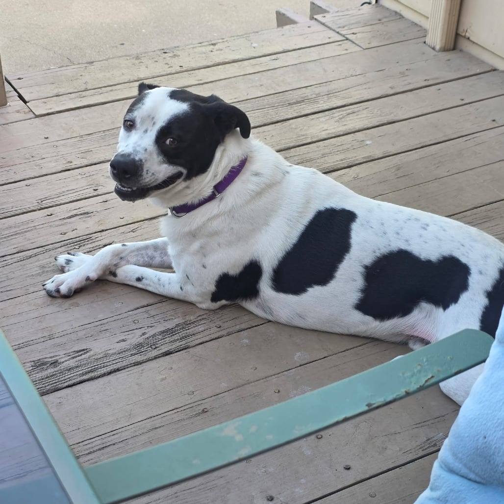 Photo of Beau, adoptable Terrier, Pit Bull / Unknown in Weatherford, Texas