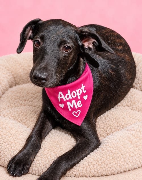 Photo of CW, adoptable Chihuahua in Inglewood, California