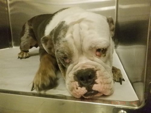 Photo of Rose, adoptable English Bulldog in Miami, Florida