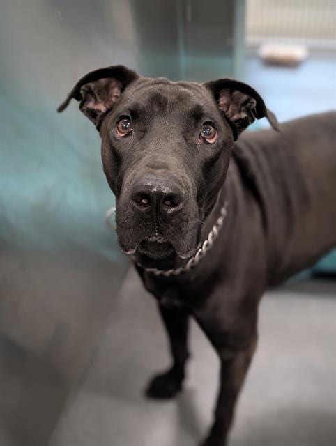 Photo of Saint, adoptable Mixed Breed