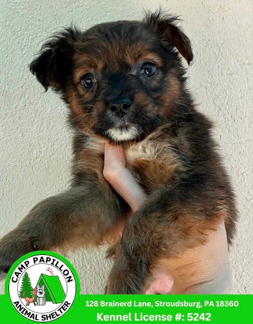 Photo of Lizzie, adoptable Australian Shepherd in Stroudsburg, Pennsylvania