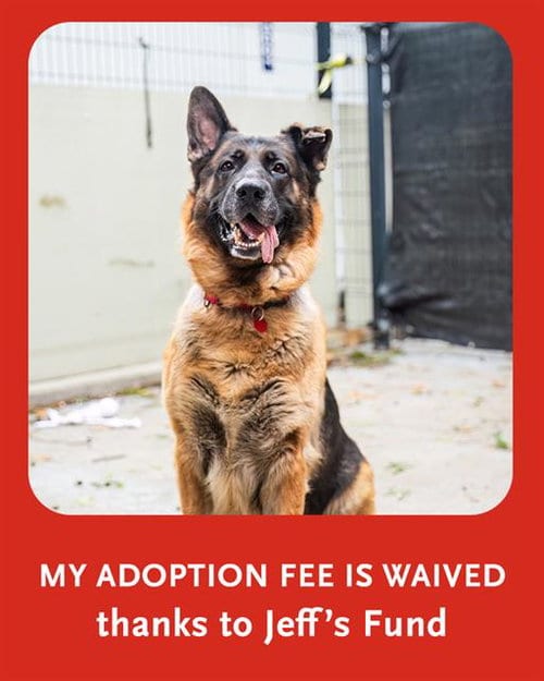 Photo of Blue, adoptable German Shepherd Dog in Boston, Massachusetts