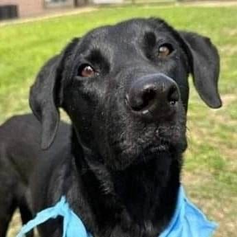 Photo of Minnie, adoptable Labrador Retriever in Kempner, Texas