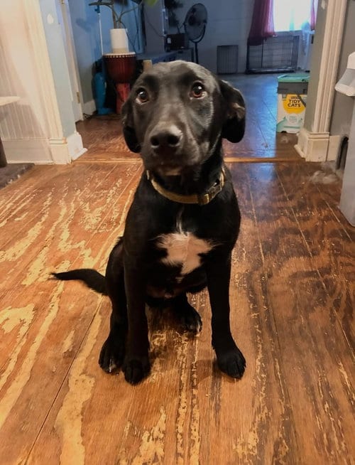 Photo of Pip, adoptable Labrador Retriever in FRAMINGHAM, Massachusetts