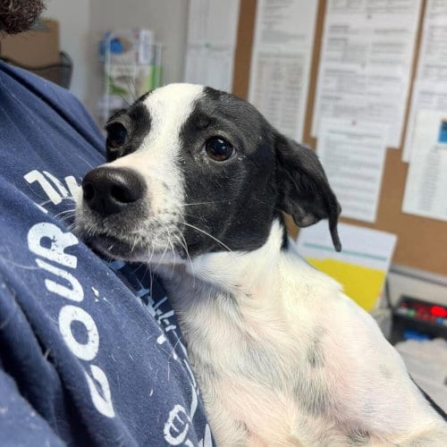 Photo of Rocket, adoptable Terrier in Bolivar, Missouri