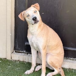 Photo of Petrie, adoptable Mixed Breed (Medium) in Loxahatchee, Florida