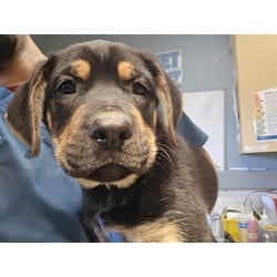 Photo of A1938367, adoptable Shepherd (Unknown Type) in Jurupa Valley, California