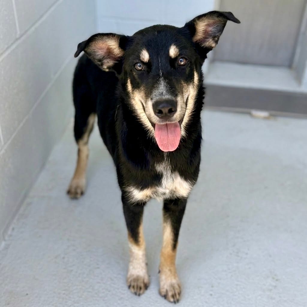 Photo of Zoey 26-07-141, adoptable Kelpie, Australian / Husky in Bastrop, Texas