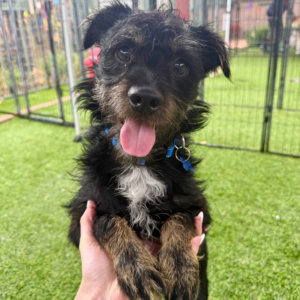 Photo of Wade, adoptable Terrier in Agoura Hills, California