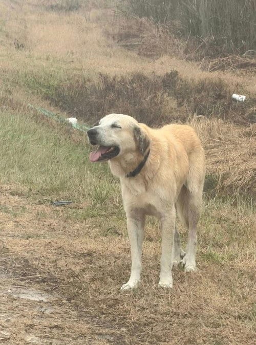 Photo of Timmy, adoptable Labrador Retriever in Alvin, Texas