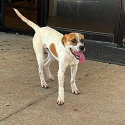 Photo of Pixie, adoptable Terrier (Unknown Type, Small) in Baton Rouge, Louisiana