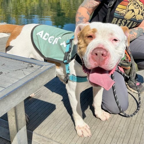 Photo of Pavlova, adoptable Pit Bull Terrier in Oakland, California