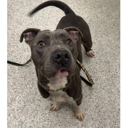 Photo of Detroit, adoptable American Pit Bull Terrier in Kansas City, Missouri
