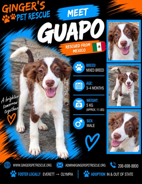 Photo of Guapo From Mexico, adoptable Collie in Federal Way, Washington