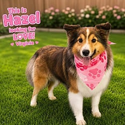 Photo of Hazel, adoptable Sheltie, Shetland Sheepdog in Virginia beach, Virginia