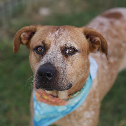 Photo of Candy, adoptable Australian Cattle Dog/Blue Heeler in San Antonio, Texas