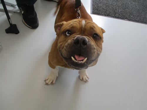 Photo of A391875, adoptable American Bulldog in Ocala, Florida