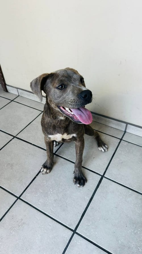 Photo of Puppy Star, adoptable Pit Bull Terrier in Chula Vista, California