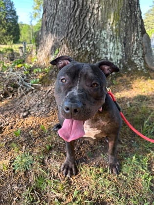 Photo of Chanel, adoptable dog in Chamblee, Georgia