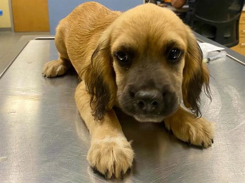 Photo of Beast Boy, adoptable Cocker Spaniel in Orange, California