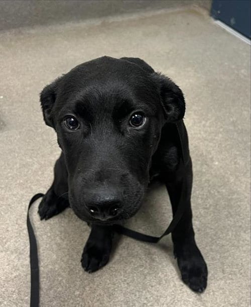 Photo of Rubert, adoptable Labrador Retriever in HESPERIA, California