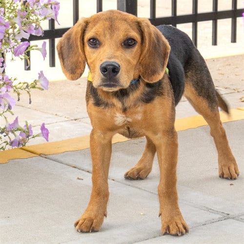 Photo of Bagel, adoptable Beagle in St Louis, Missouri