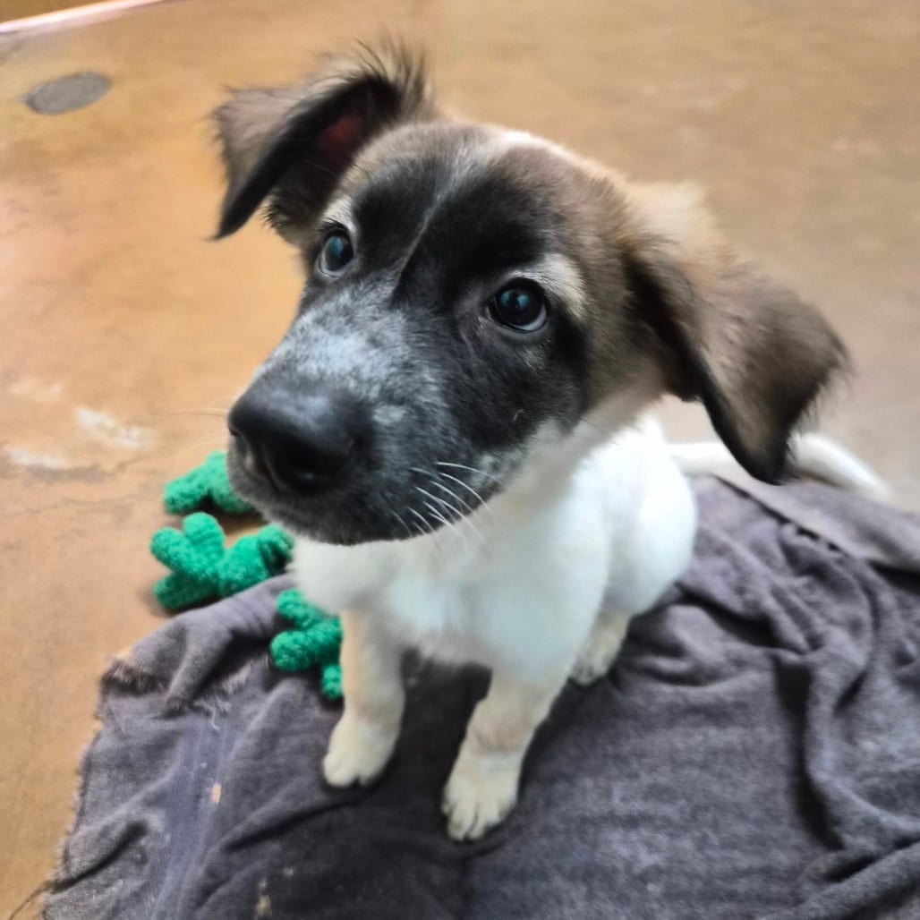 Photo of Boba Fetch, adoptable Pyrenees, Great / Mixed Breed (Small) in Riverside, California