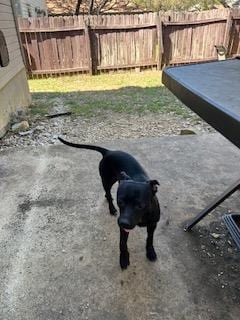Photo of Timber, adoptable Chihuahua in San Antonio, Texas