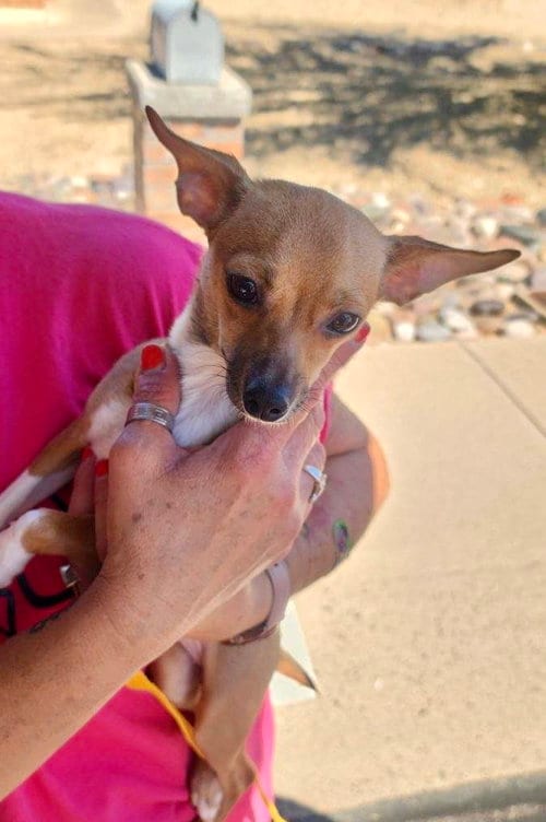 Photo of Cinnabon, adoptable Chihuahua in Mesa, Arizona
