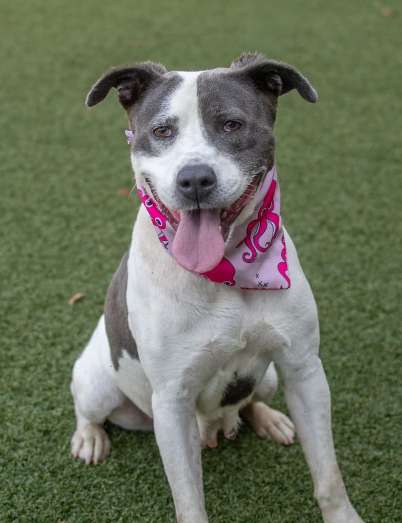 Photo of Minnesota, adoptable American Staffordshire Terrier in Hartsville, South Carolina