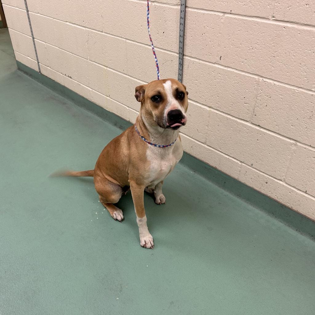 Photo of Apple Brownie, adoptable Mixed Breed (Medium)