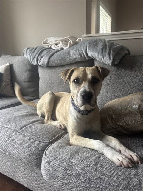 Photo of Mousey, adoptable Labrador Retriever in Pasadena, Texas