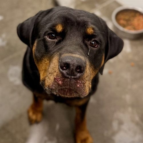 Photo of Tomlin, adoptable Rottweiler in Tavares, Florida