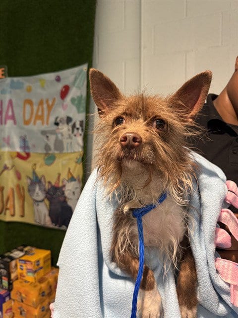 Photo of Kobi, adoptable Chihuahua in Temple, Texas
