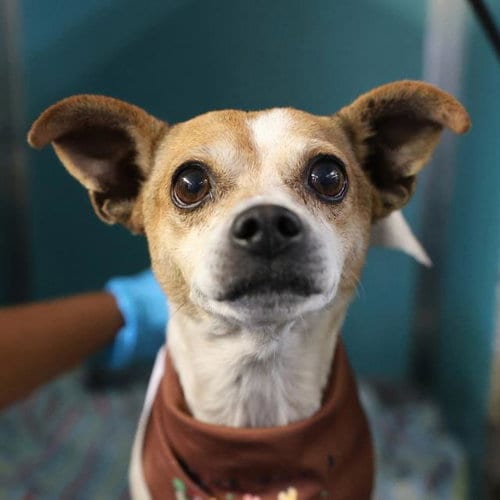 Photo of Chiquito, adoptable Chihuahua in San Antonio, Texas