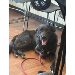 Photo of Kaya, adoptable German Shepherd Dog in Baton Rouge, Louisiana