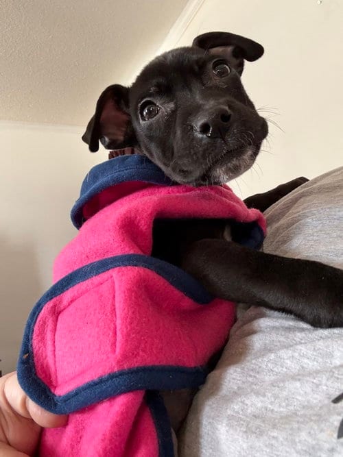 Photo of Dinosaur, adoptable Pit Bull Terrier in Evansville, Indiana