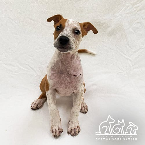 Photo of Yuki, adoptable Pit Bull Terrier in Irvine, California