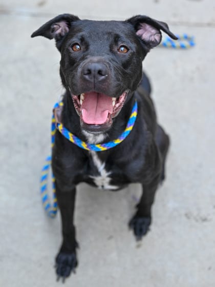 Photo of Opaline, adoptable dog in Chamblee, Georgia