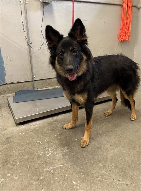 Photo of Sam Winchester, adoptable German Shepherd Dog in Camarillo, California