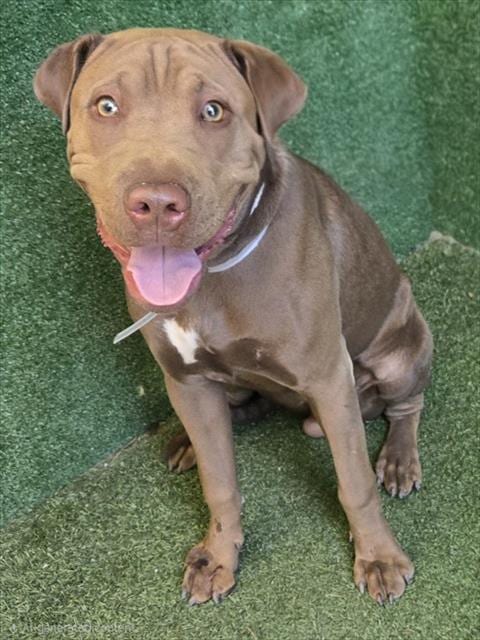 Photo of Cooper, adoptable Chinese Shar-Pei in Lancaster, California