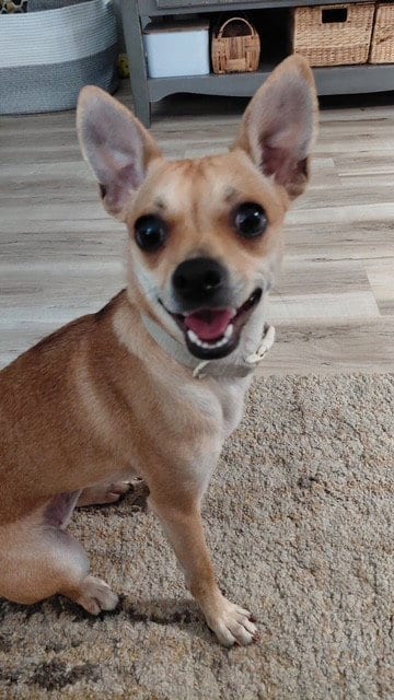 Photo of Dolly, adoptable Chihuahua in Fort Wayne, Indiana