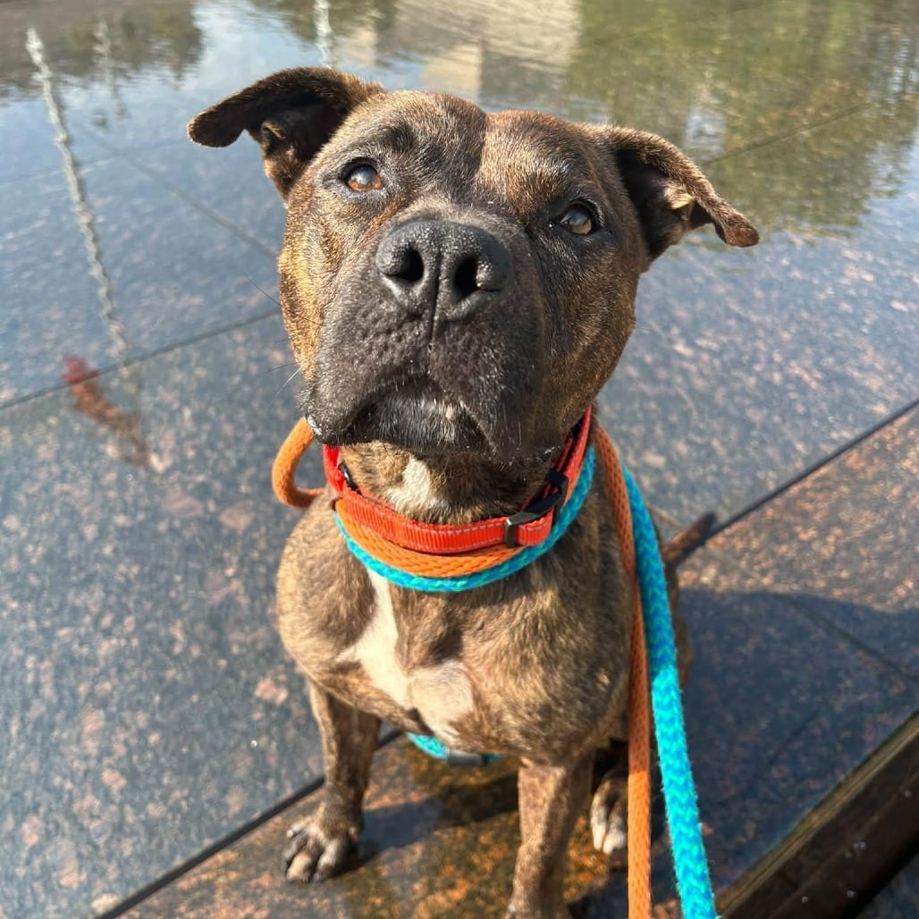 Photo of Mathers, adoptable Mixed Breed (Medium) in St. Louis, Missouri