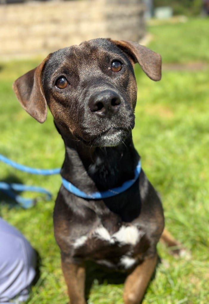 Photo of Jake, adoptable Terrier in Wintersville, Ohio