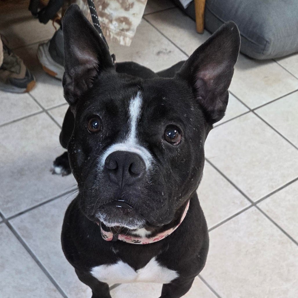 Photo of Dalia, adoptable Bulldog / Mixed Breed (Medium)